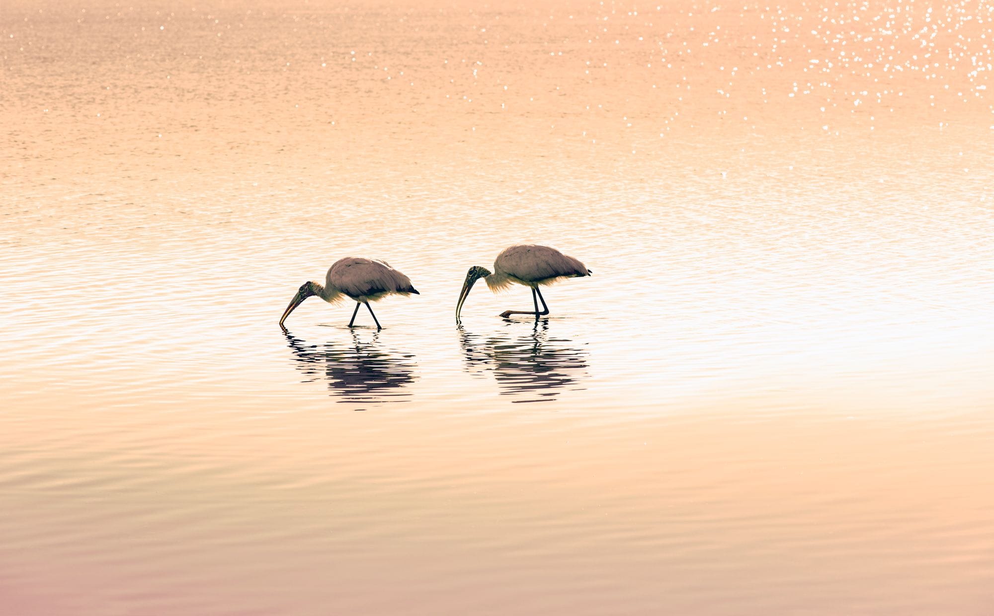 Brain amoeba awareness day