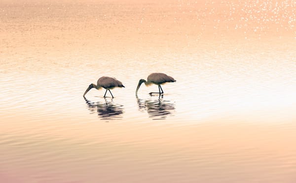 Brain amoeba awareness day